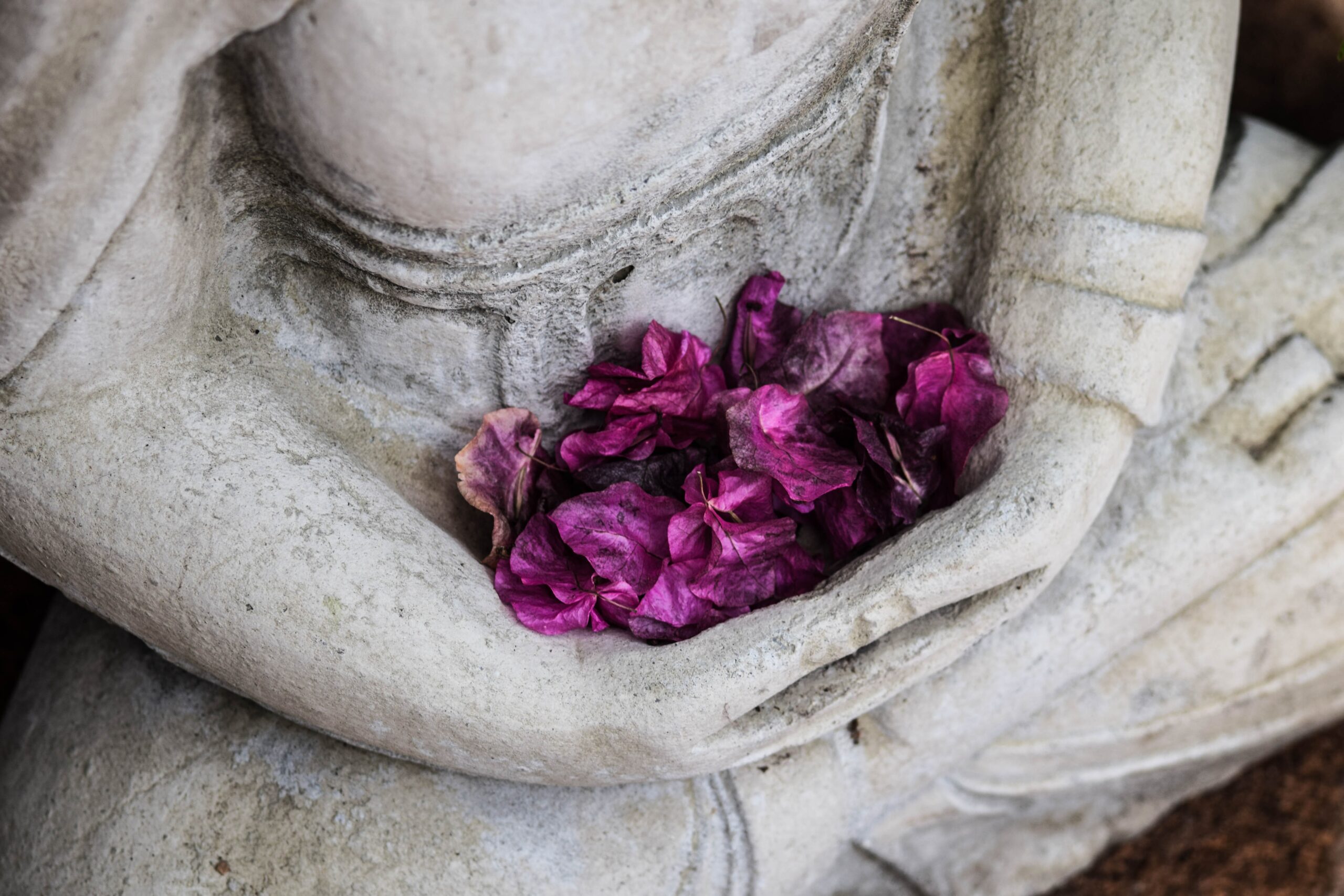 dettaglio di statua di Buddha grigia. Le braccia sul grembo accolgono petali di rose rosa