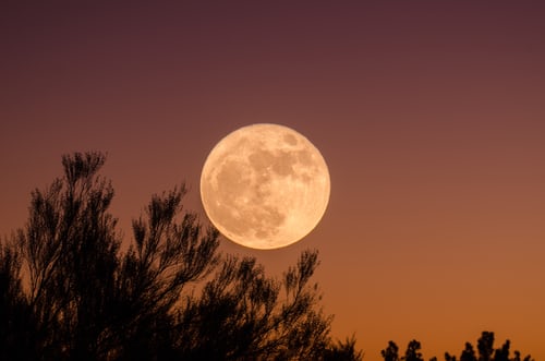 Luna piena in un tramonto dai colori aranciati. In basso a sinistra, la silhouette di un cespuglio
